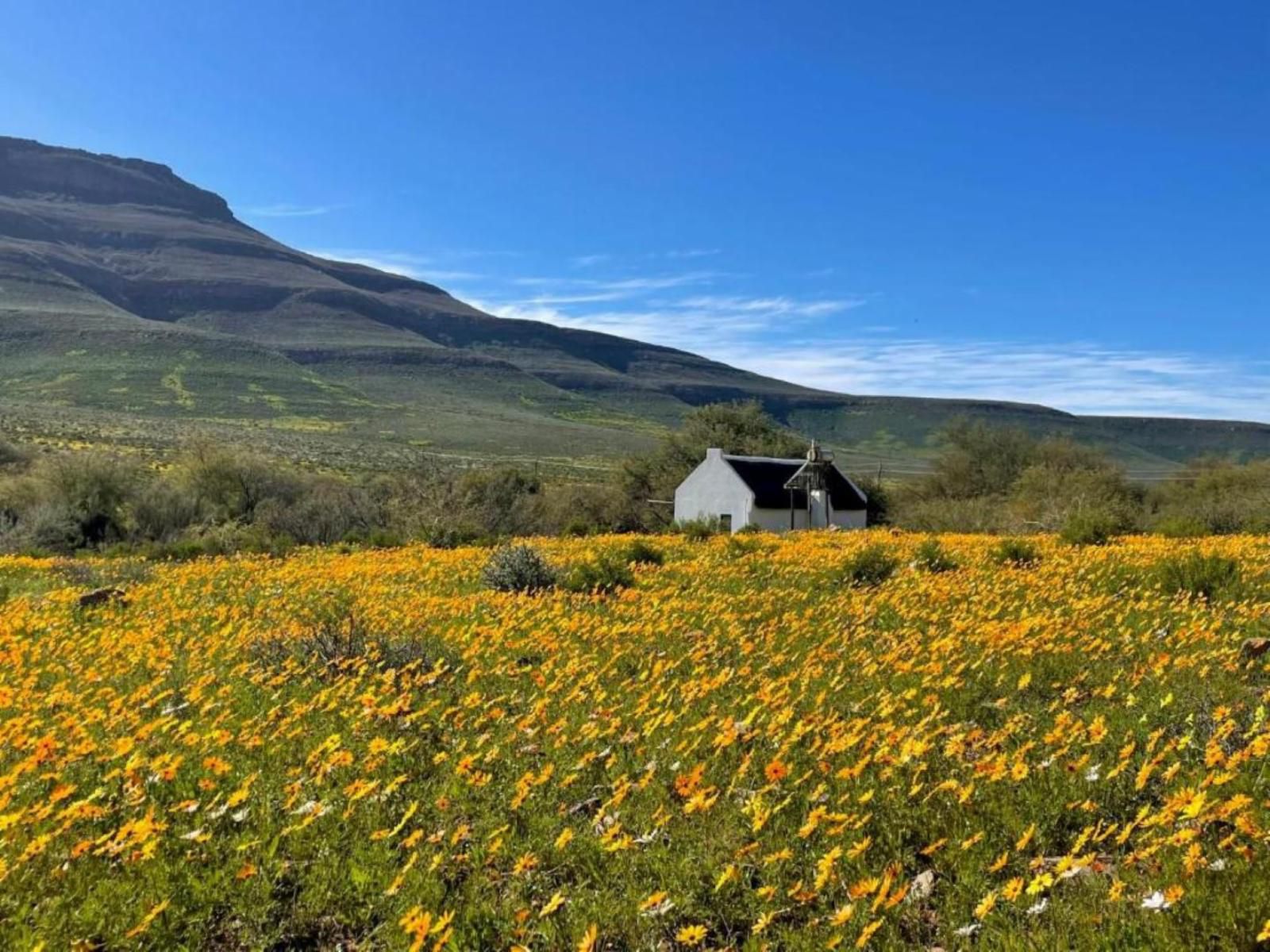 Enjo Nature Farm Clanwilliam Western Cape South Africa Complementary Colors, Plant, Nature