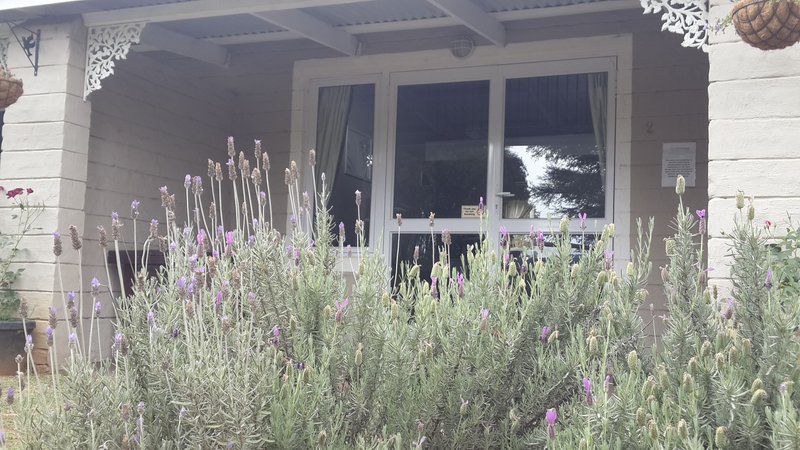 Enniskerry Balgowan Kwazulu Natal South Africa Unsaturated, Lavender, Nature, Plant, Garden