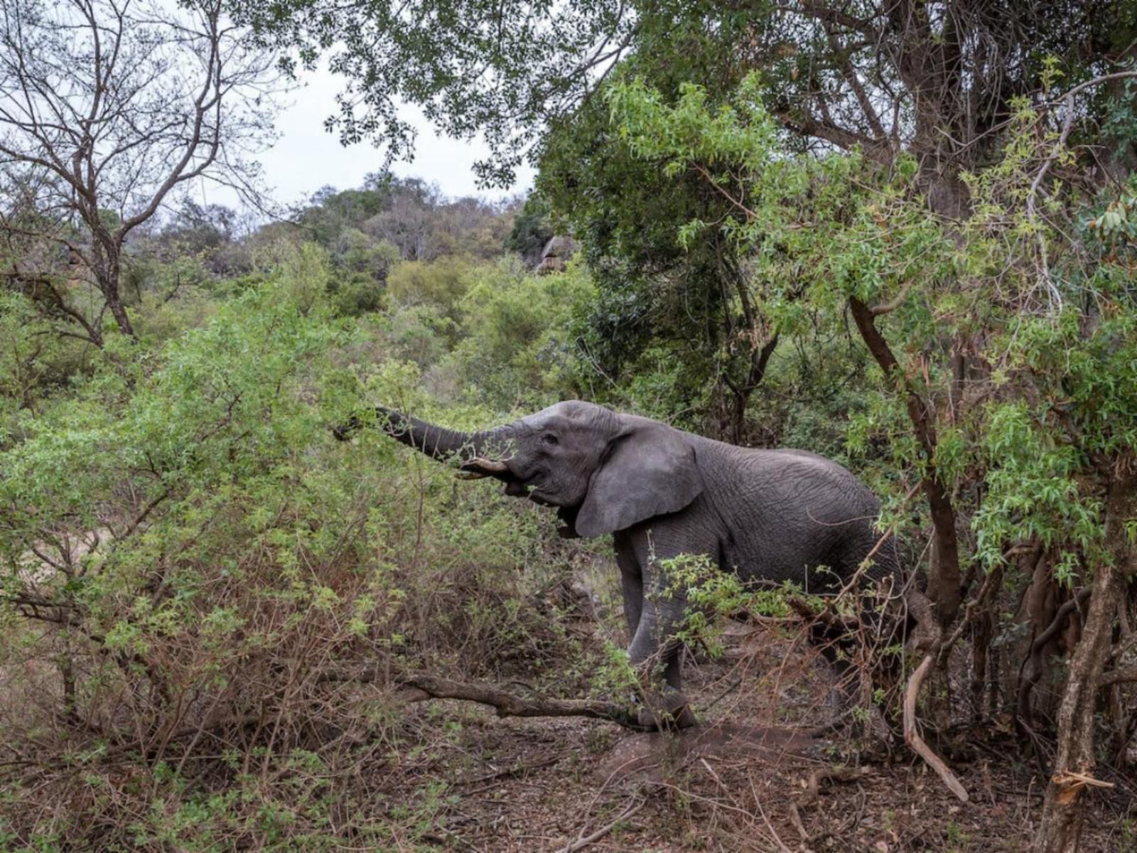 Entabeni Hospitality Entabeni Private Game Reserve Limpopo Province South Africa Elephant, Mammal, Animal, Herbivore, Forest, Nature, Plant, Tree, Wood