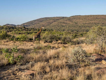 Entabeni Hospitality Entabeni Private Game Reserve Limpopo Province South Africa Complementary Colors, Desert, Nature, Sand