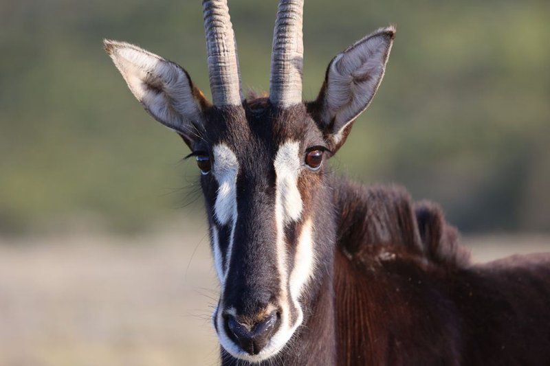 Entle Private Game Reserve Elands River Valley Eastern Cape South Africa Animal