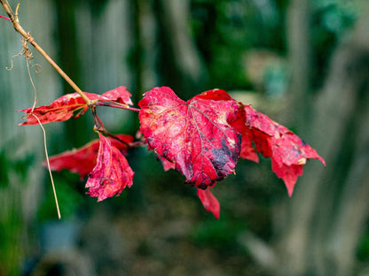Epistay Tulbagh Western Cape South Africa Complementary Colors, Leaf, Plant, Nature, Tree, Wood, Autumn, Bokeh