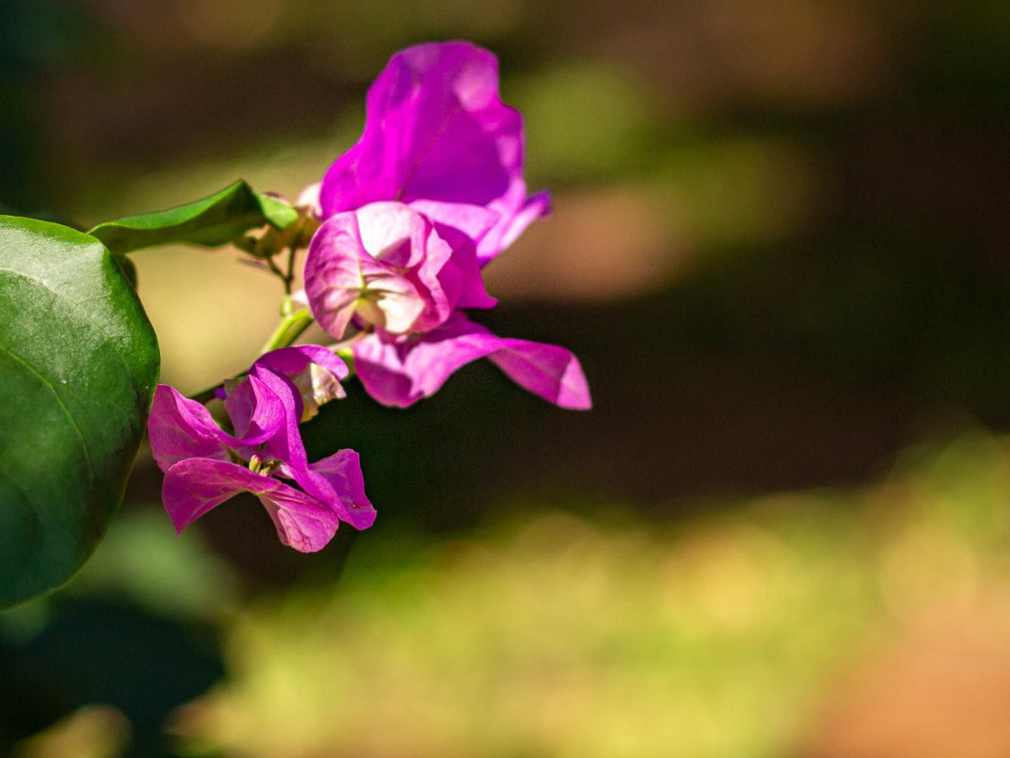 Epistay Tulbagh Western Cape South Africa Colorful, Blossom, Plant, Nature, Flower, Rose, Bokeh