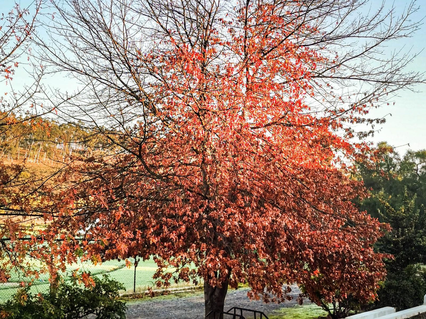 Epistay Tulbagh Western Cape South Africa Blossom, Plant, Nature, Tree, Wood, Autumn