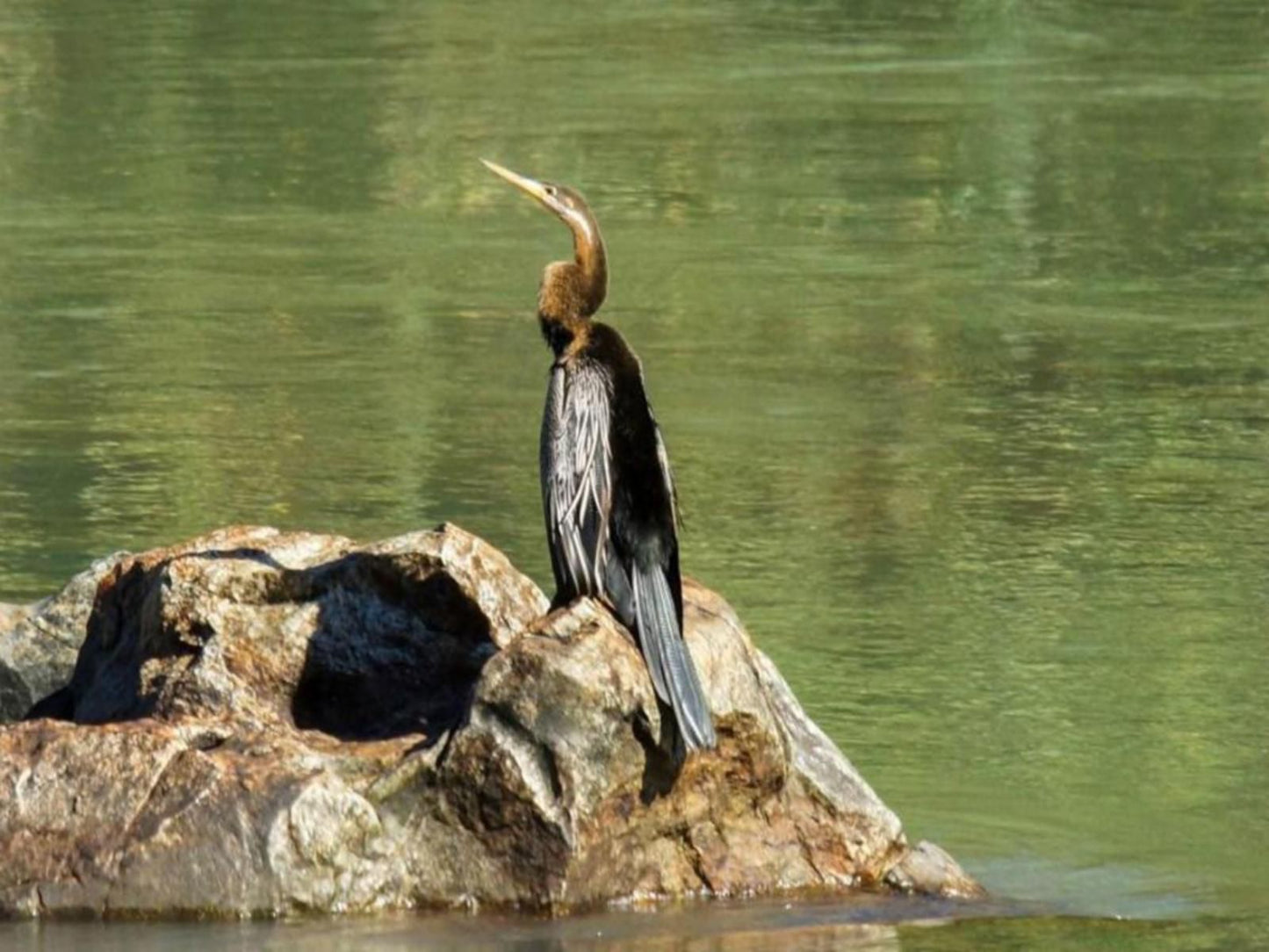 Epupa Camp, Bird, Animal