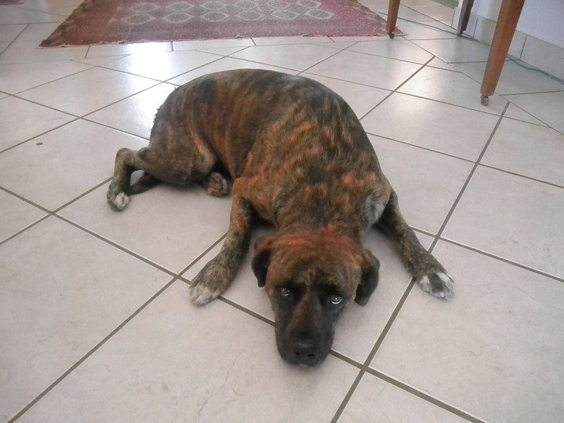 Erf 473 Fisherhaven Fisherhaven Hermanus Western Cape South Africa Unsaturated, Dog, Mammal, Animal, Pet