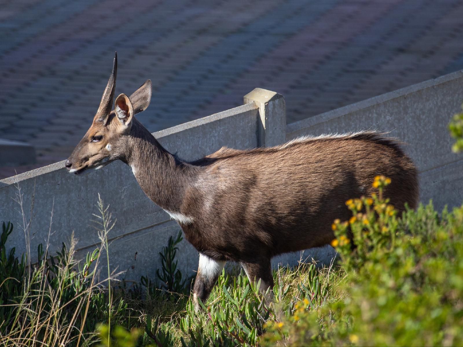 Erika 27 Top Bnb Value Dana Bay Mossel Bay Western Cape South Africa Moose, Mammal, Animal, Herbivore