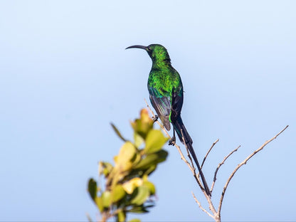 Erika 27 Top Bnb Value Dana Bay Mossel Bay Western Cape South Africa Colorful, Bright, Hummingbird, Bird, Animal