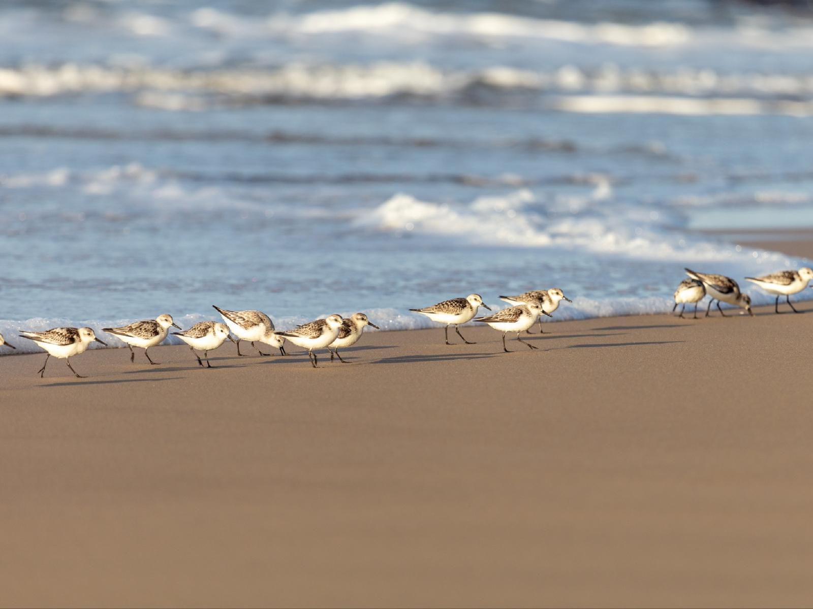 Erika 27 Top Bnb Value Dana Bay Mossel Bay Western Cape South Africa Bird, Animal, Beach, Nature, Sand
