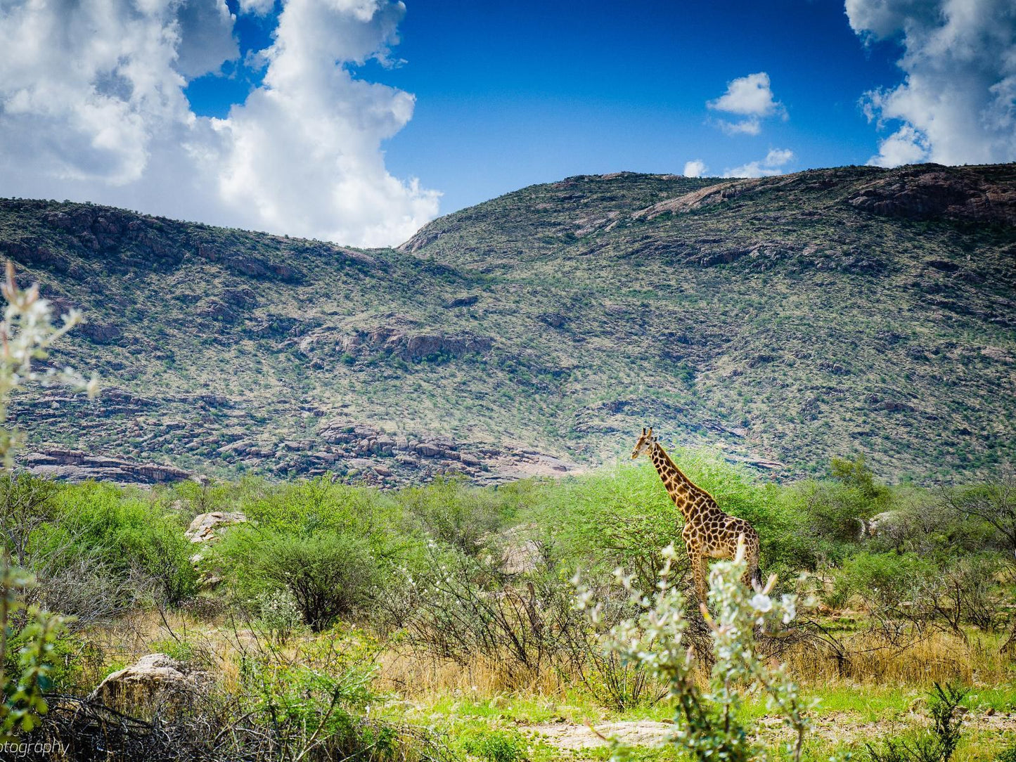 Erongo Rocks - Farmhouse & Camping, Cactus, Plant, Nature