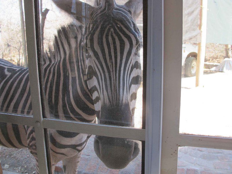 Esa Nui Sanctuary Marloth Park Mpumalanga South Africa Unsaturated, Zebra, Mammal, Animal, Herbivore