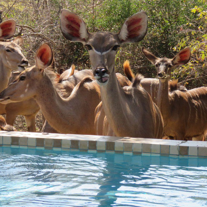 Escape Butterfly Marloth Park Mpumalanga South Africa Deer, Mammal, Animal, Herbivore, Swimming Pool