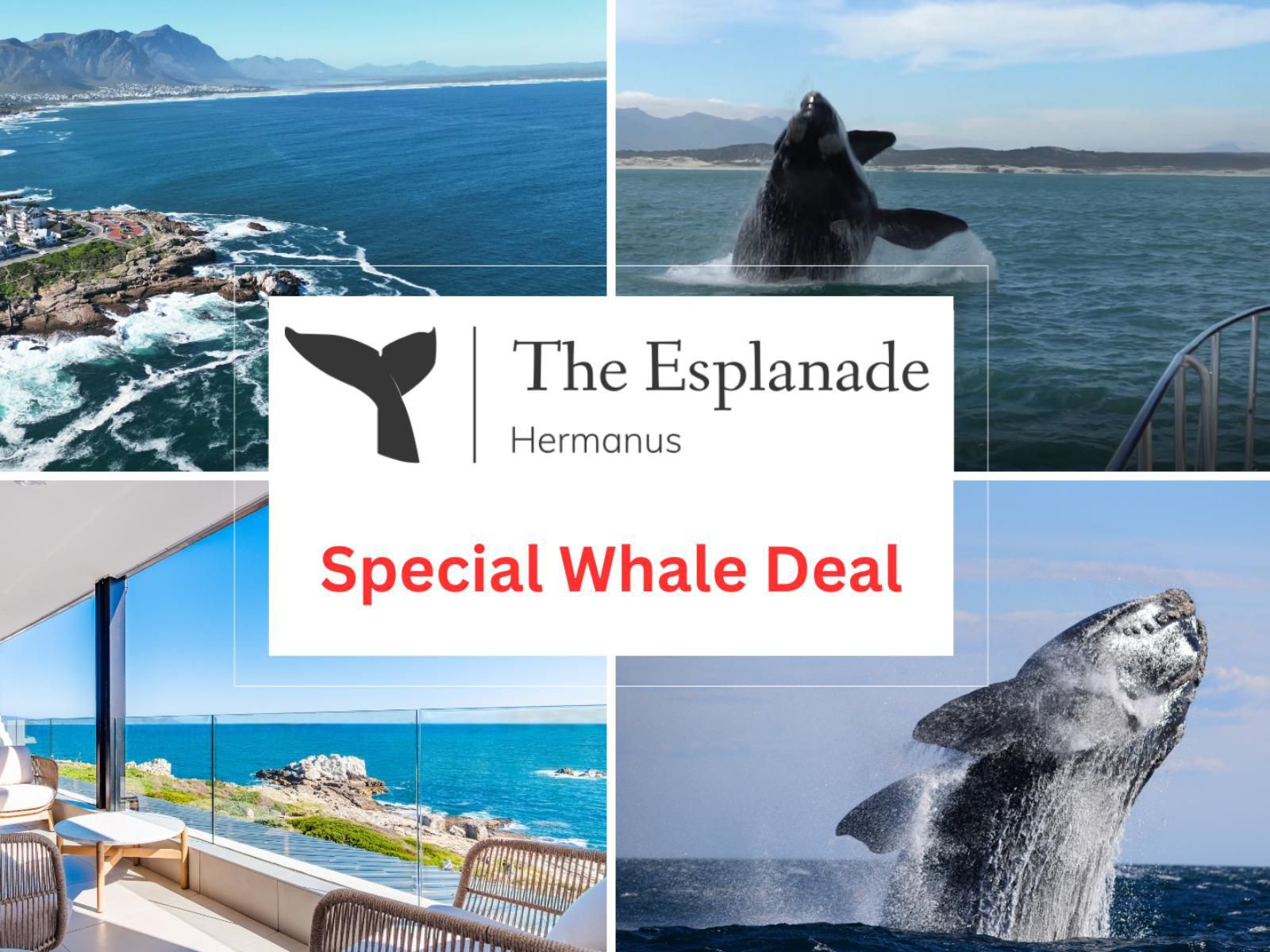 Esplanade Hermanus, Whale, Marine Animal, Animal