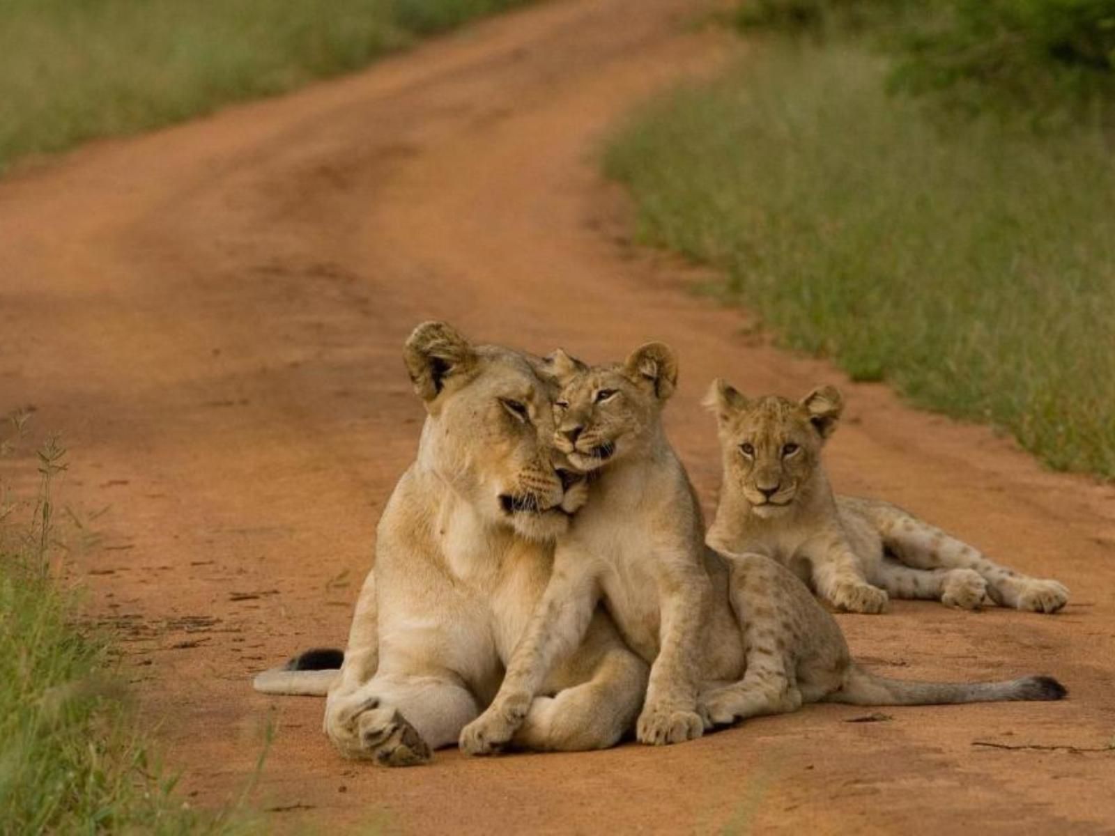 Etali Safari Lodge Madikwe Game Reserve North West Province South Africa Sepia Tones, Lion, Mammal, Animal, Big Cat, Predator