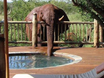 Etali Safari Lodge Madikwe Game Reserve North West Province South Africa Elephant, Mammal, Animal, Herbivore, Swimming Pool