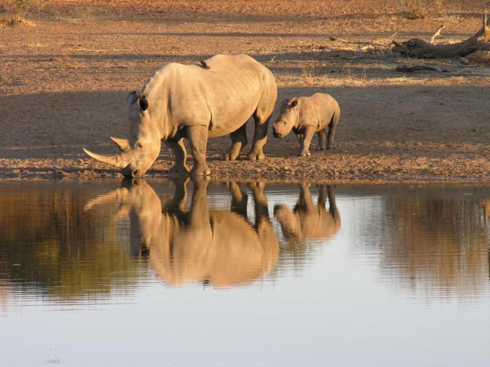 Etali Safari Lodge Madikwe Game Reserve North West Province South Africa Elephant, Mammal, Animal, Herbivore