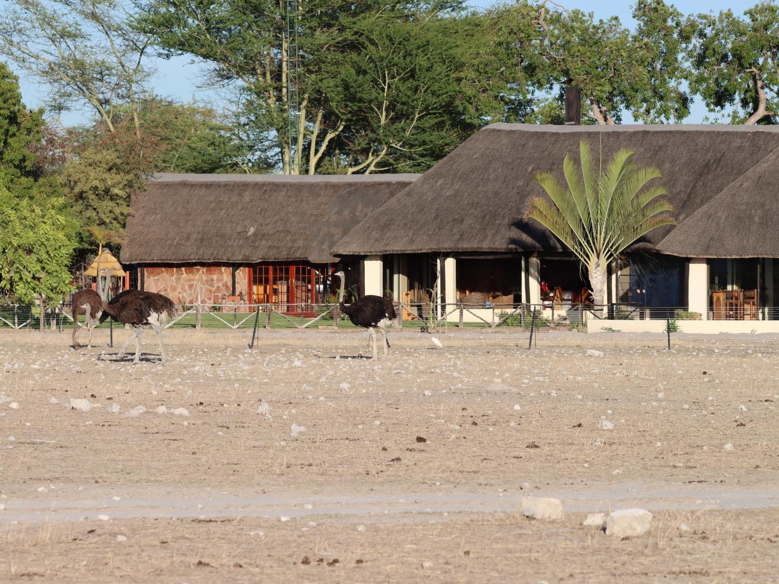 Etosha Mopane Safari Lodge