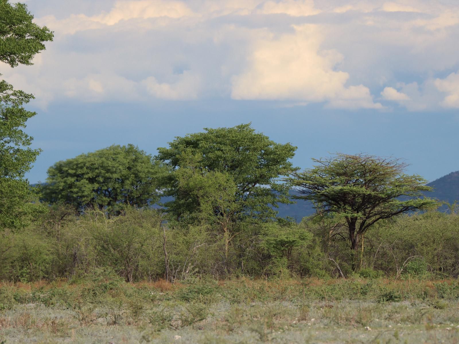 Etosha Mopane Safari Lodge, Tree, Plant, Nature, Wood