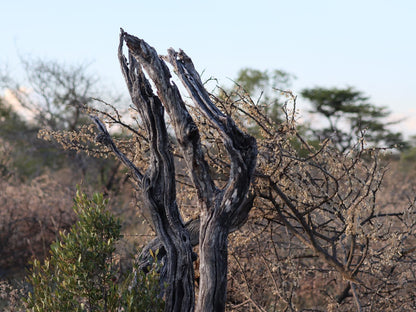 Etosha Mopane Safari Lodge, Nature