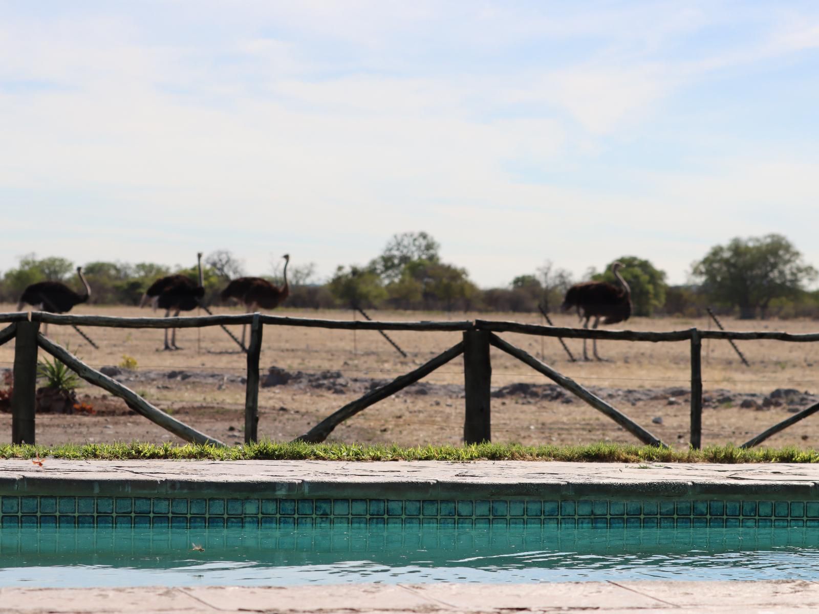 Etosha Mopane Safari Lodge, Animal