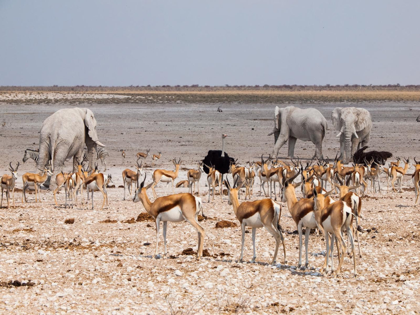 Etosha Trading Post, Gnu, Mammal, Animal, Herbivore