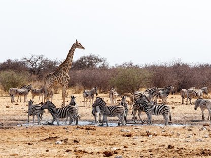 Etosha Trading Post, Zebra, Mammal, Animal, Herbivore