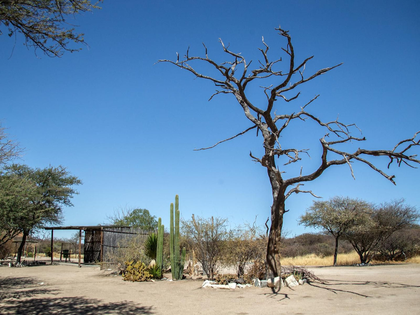 Etusis Lodge, Bungalow, Cactus, Plant, Nature, Desert, Sand