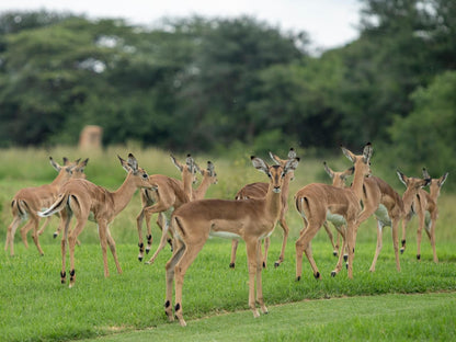 Euphoria Golf Estate And Hydro Makgane Limpopo Province South Africa Animal