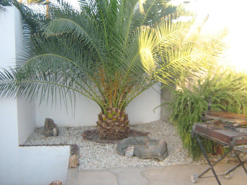 Evening Shade Vioolsdrift Northern Cape South Africa Palm Tree, Plant, Nature, Wood