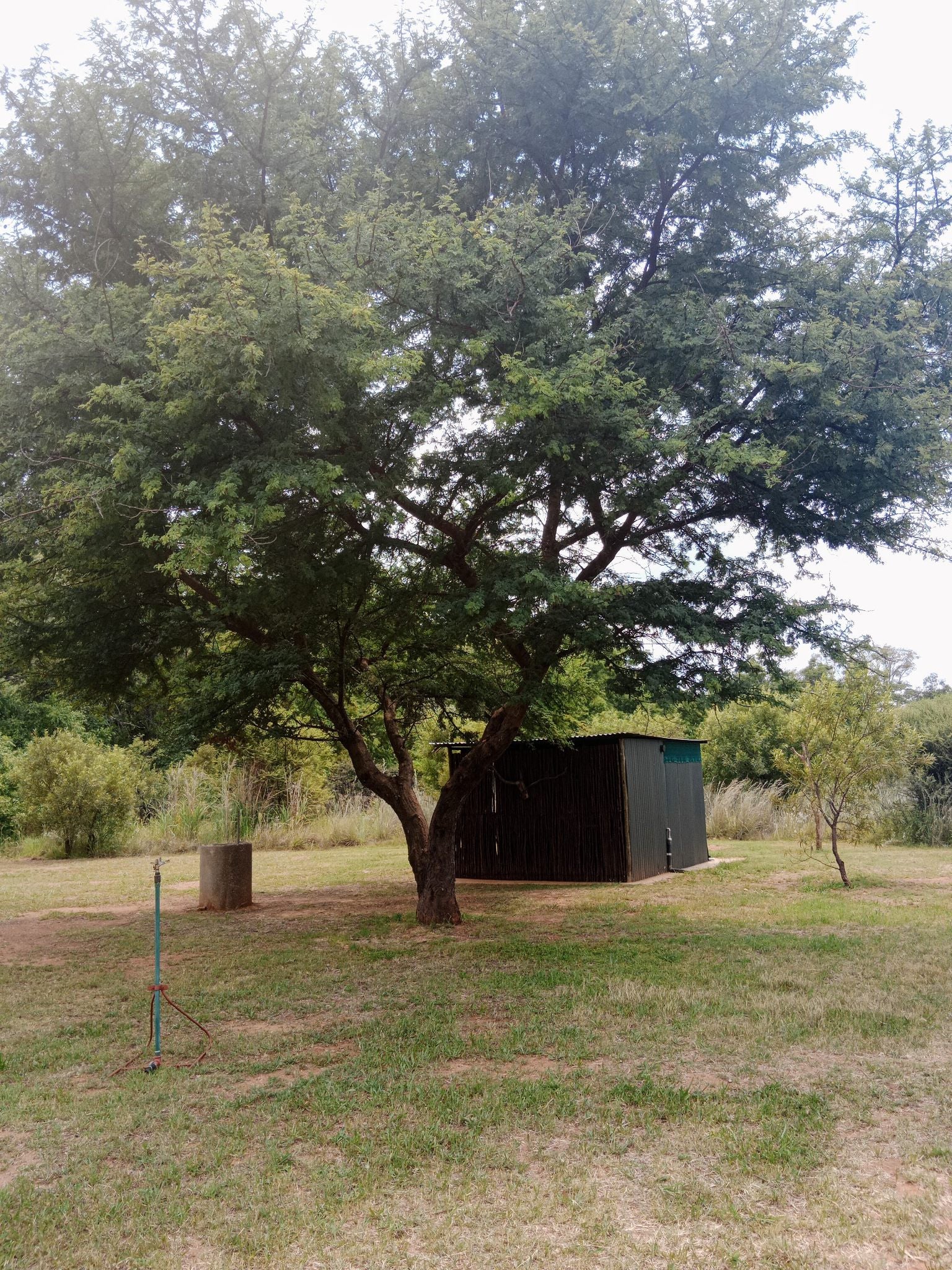 Evergreen River Guest Farm Groot Marico Groot Marico North West Province South Africa Tree, Plant, Nature, Wood