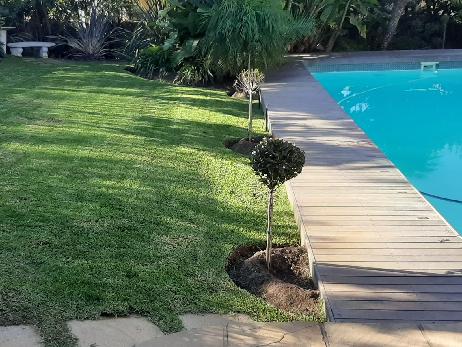 Eversview Guesthouse Eversdal Cape Town Western Cape South Africa Palm Tree, Plant, Nature, Wood, Garden, Swimming Pool