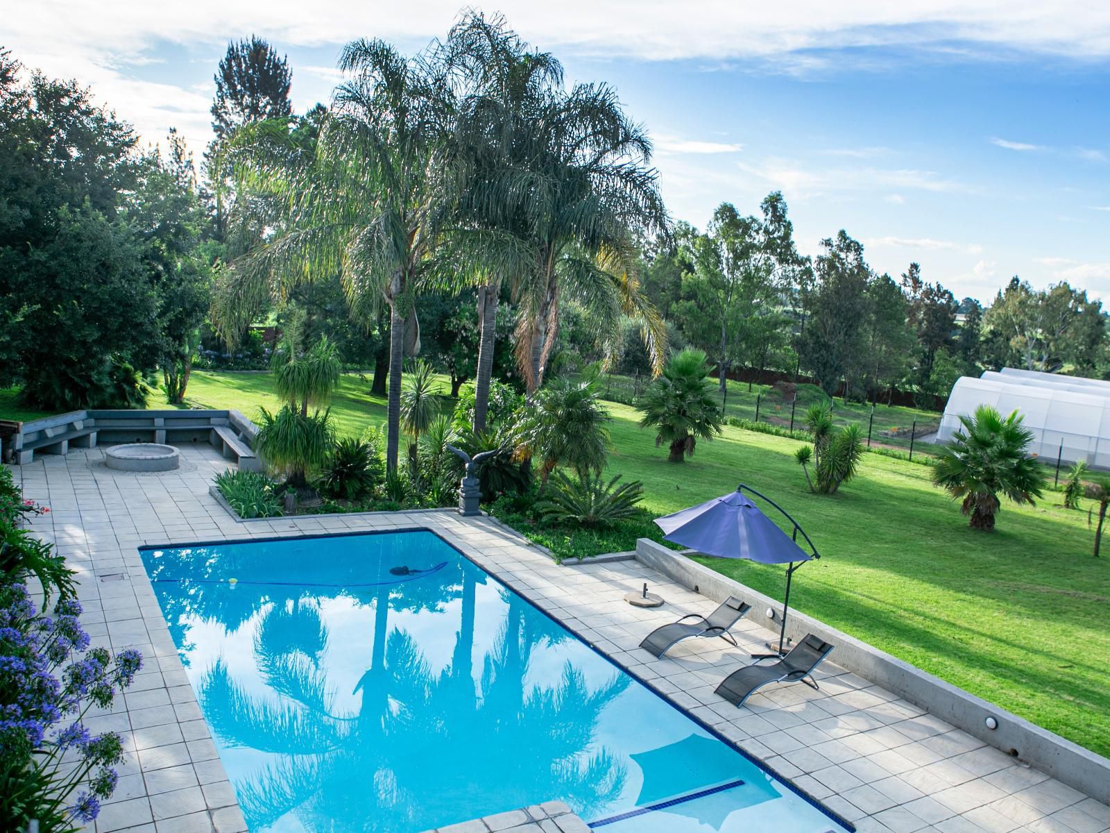 Fair Glen Glenferness Johannesburg Gauteng South Africa Palm Tree, Plant, Nature, Wood, Swimming Pool