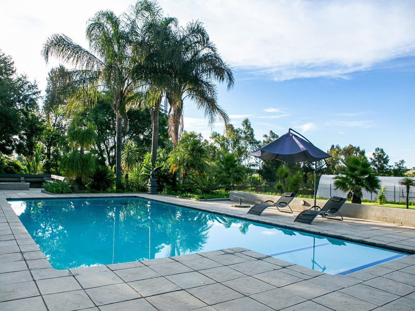 Fair Glen Glenferness Johannesburg Gauteng South Africa Palm Tree, Plant, Nature, Wood, Swimming Pool