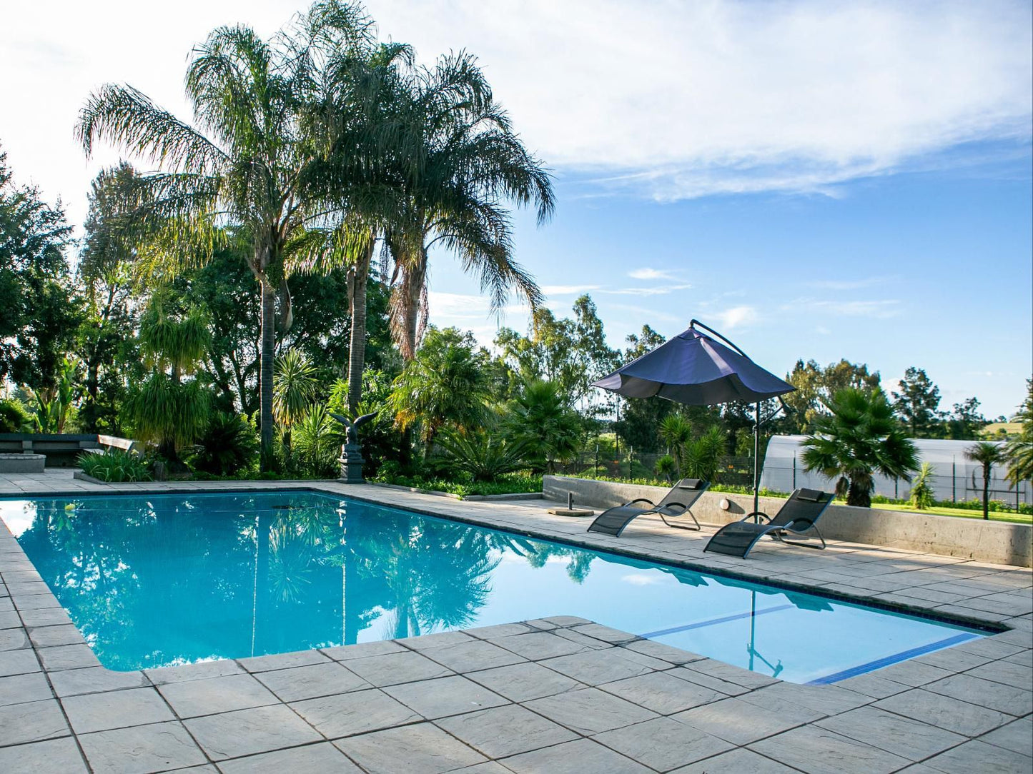 Fair Glen Glenferness Johannesburg Gauteng South Africa Palm Tree, Plant, Nature, Wood, Swimming Pool