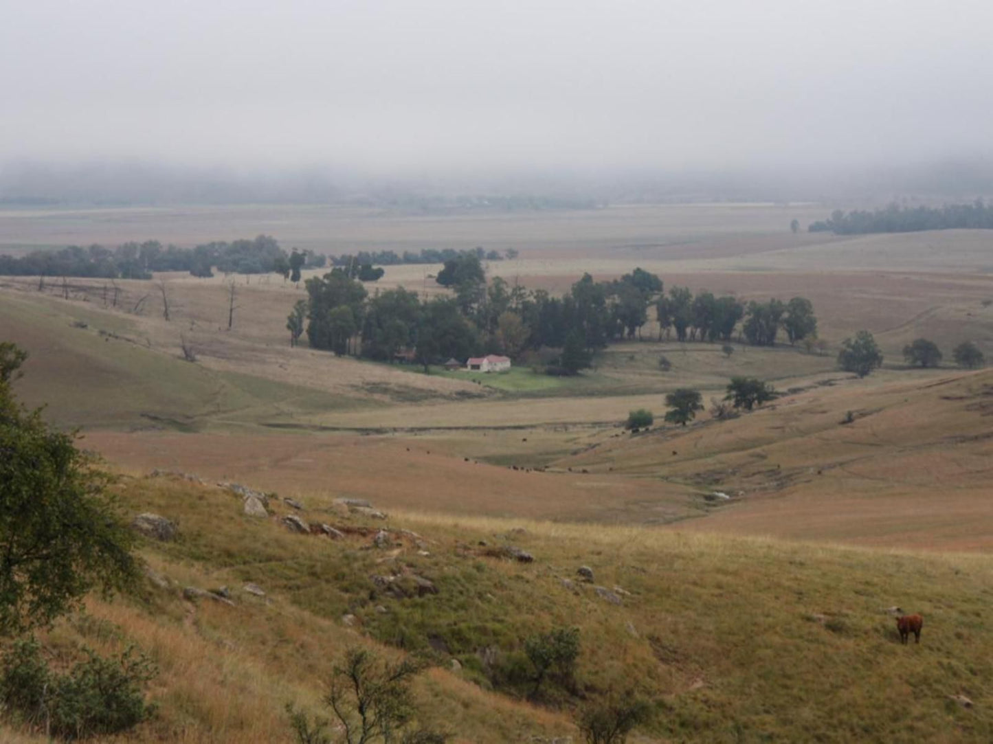 Fairbairn Guest Farm Maclear Eastern Cape South Africa Tree, Plant, Nature, Wood, Lowland