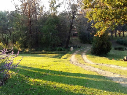 Fairbairn Guest Farm Maclear Eastern Cape South Africa Tree, Plant, Nature, Wood, Autumn