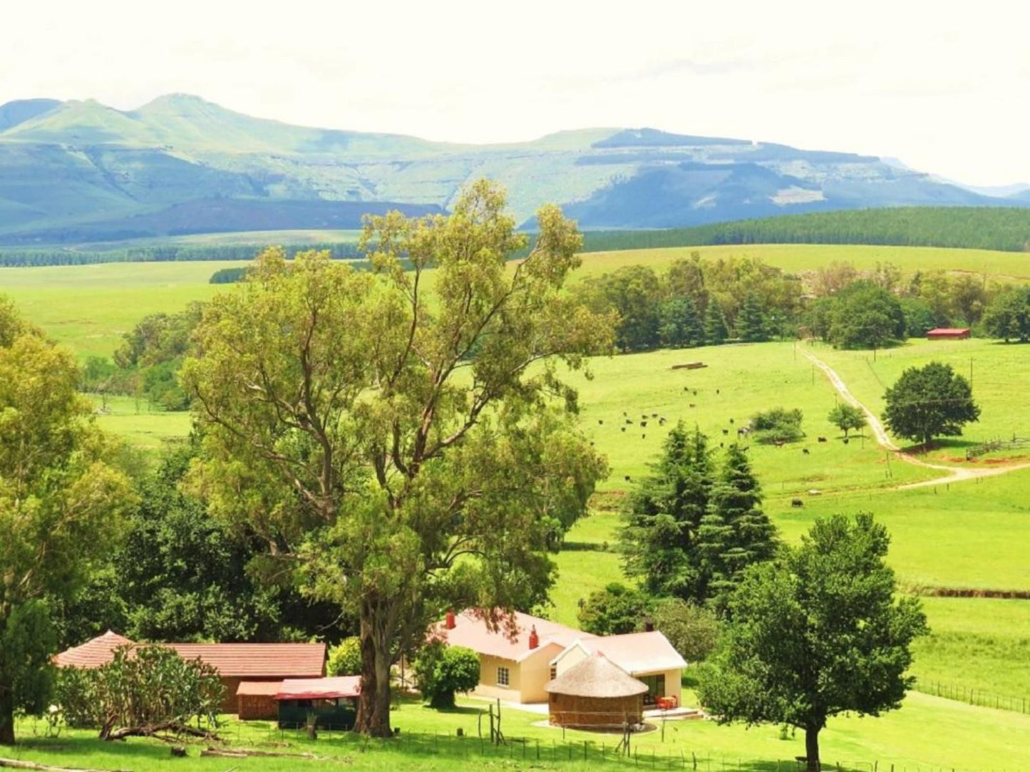 Fairbairn Guest Farm Maclear Eastern Cape South Africa Mountain, Nature, Tree, Plant, Wood, Highland