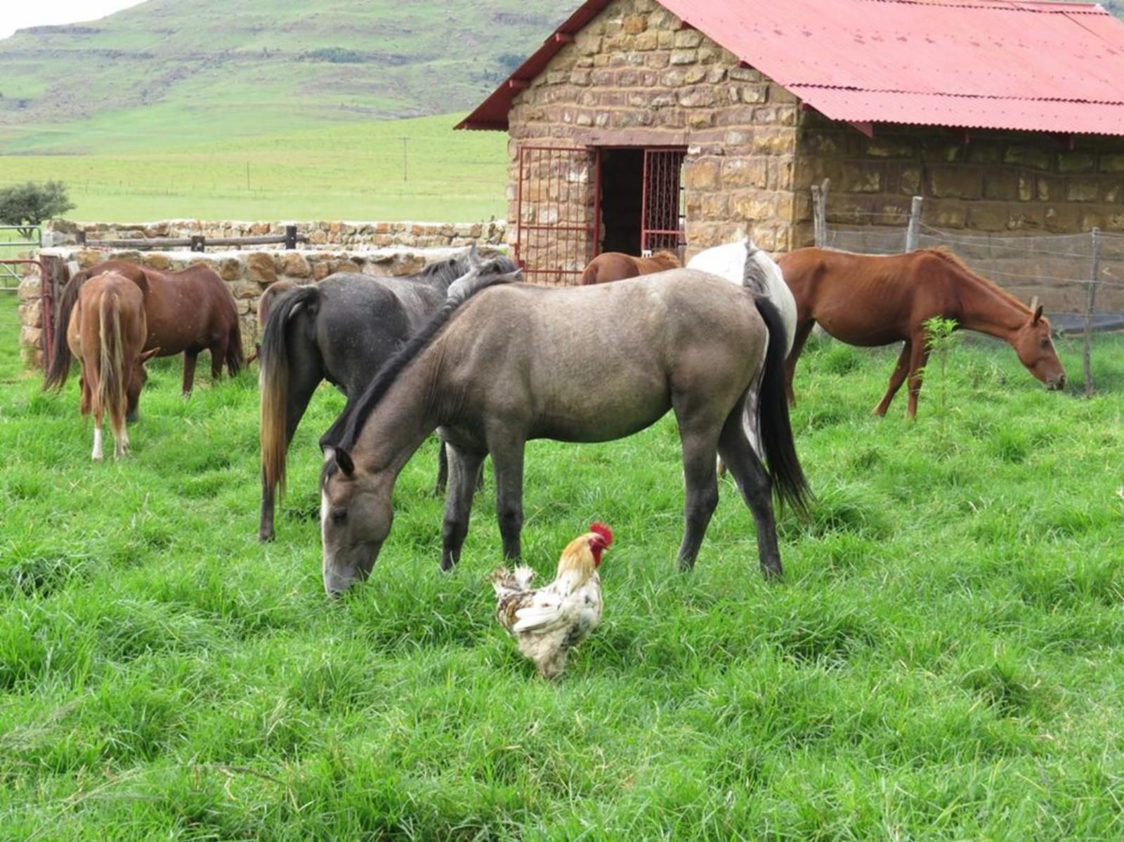 Fairbairn Guest Farm Maclear Eastern Cape South Africa Chicken, Bird, Animal, Agriculture, Farm Animal, Cow, Mammal, Herbivore, Barn, Building, Architecture, Wood