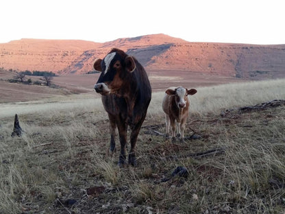 Fairbairn Guest Farm Maclear Eastern Cape South Africa Unsaturated, Cow, Mammal, Animal, Agriculture, Farm Animal, Herbivore, Desert, Nature, Sand