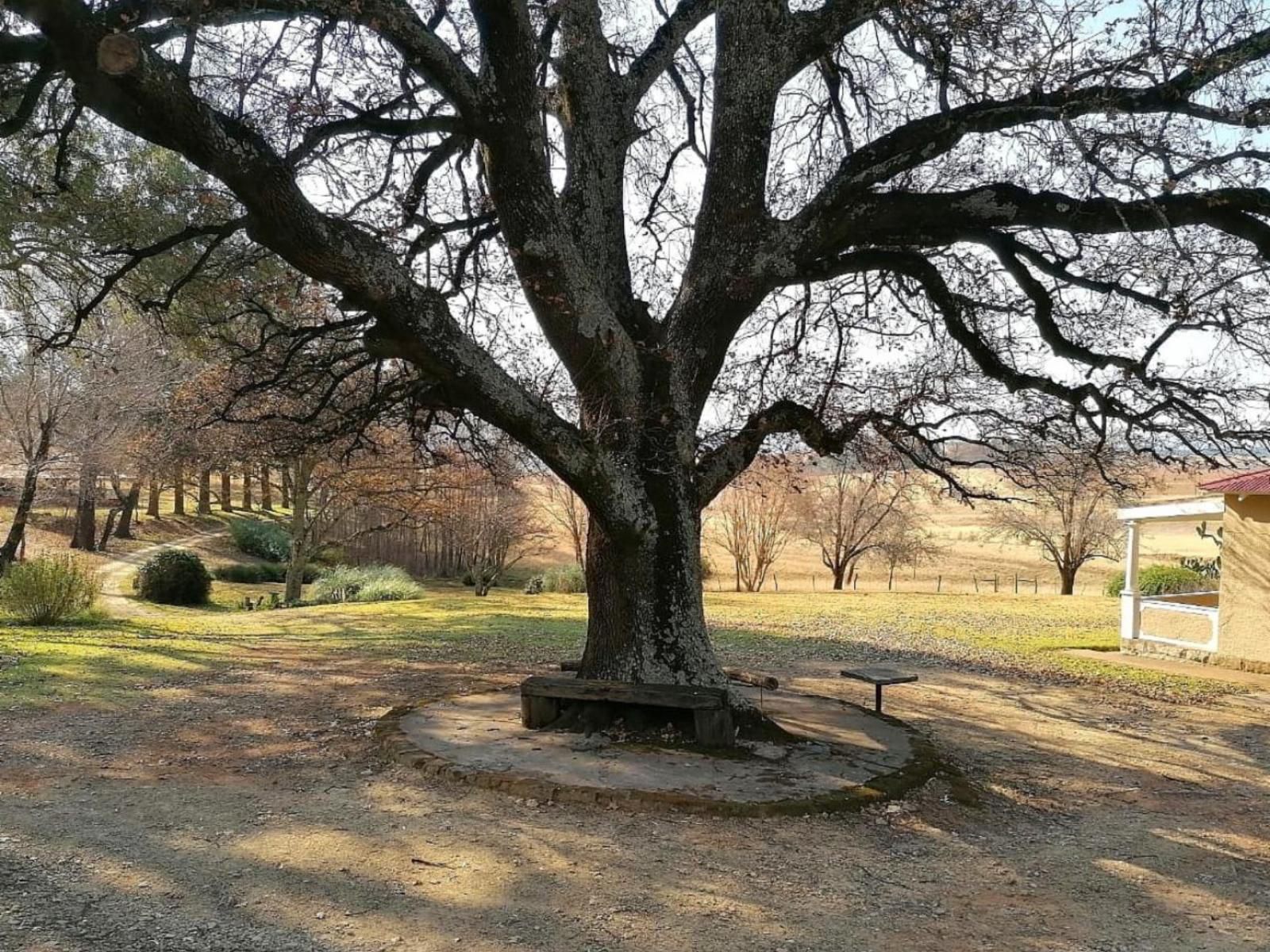 Fairbairn Guest Farm Maclear Eastern Cape South Africa Plant, Nature, Tree, Wood