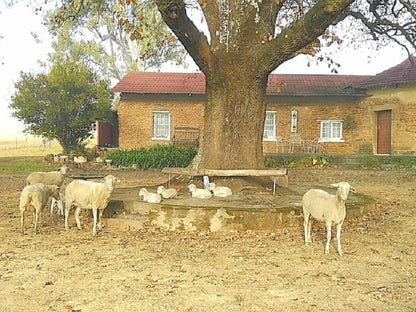 Fairbairn Guest Farm Maclear Eastern Cape South Africa Sheep, Mammal, Animal, Agriculture, Farm Animal, Herbivore, House, Building, Architecture