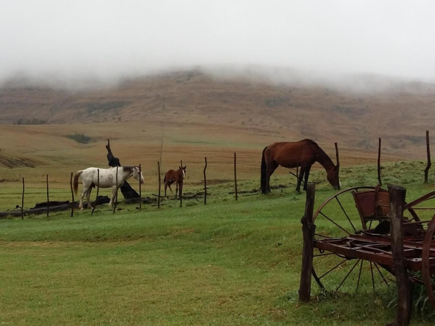 Fairbairn Guest Farm Maclear Eastern Cape South Africa Horse, Mammal, Animal, Herbivore, Highland, Nature