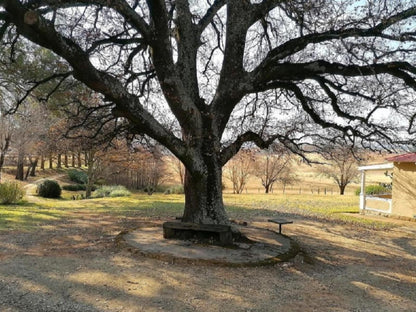 Fairbairn Guest Farm Maclear Eastern Cape South Africa Plant, Nature, Tree, Wood