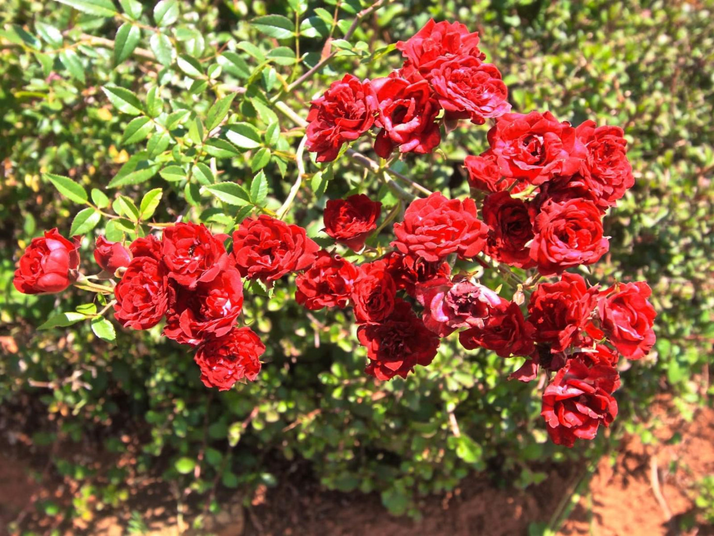 Fairview Cottages, Colorful, Flower, Plant, Nature, Rose