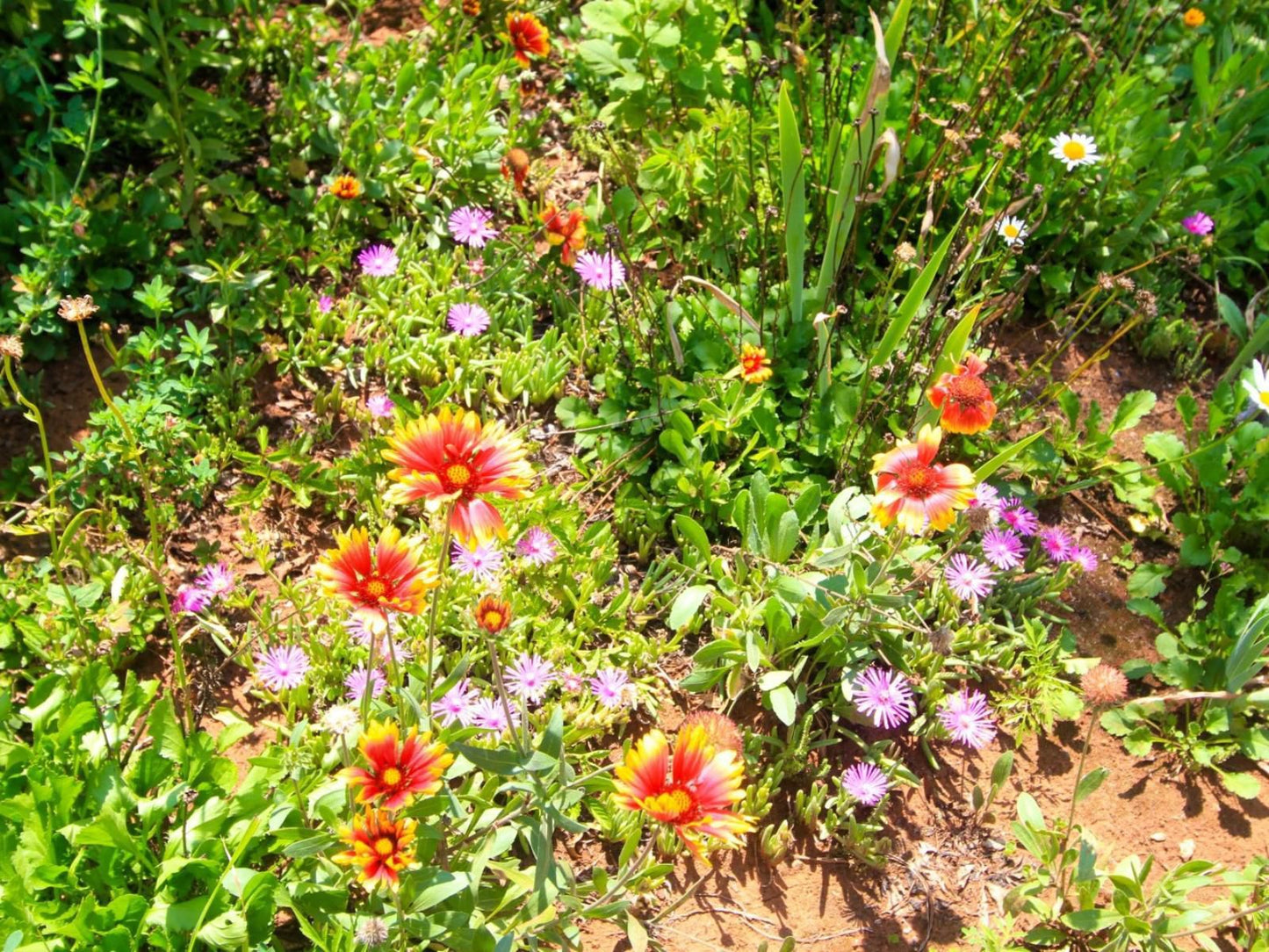 Fairview Cottages, Colorful, Flower, Plant, Nature