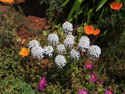 Fairview Cottages, Flower, Plant, Nature