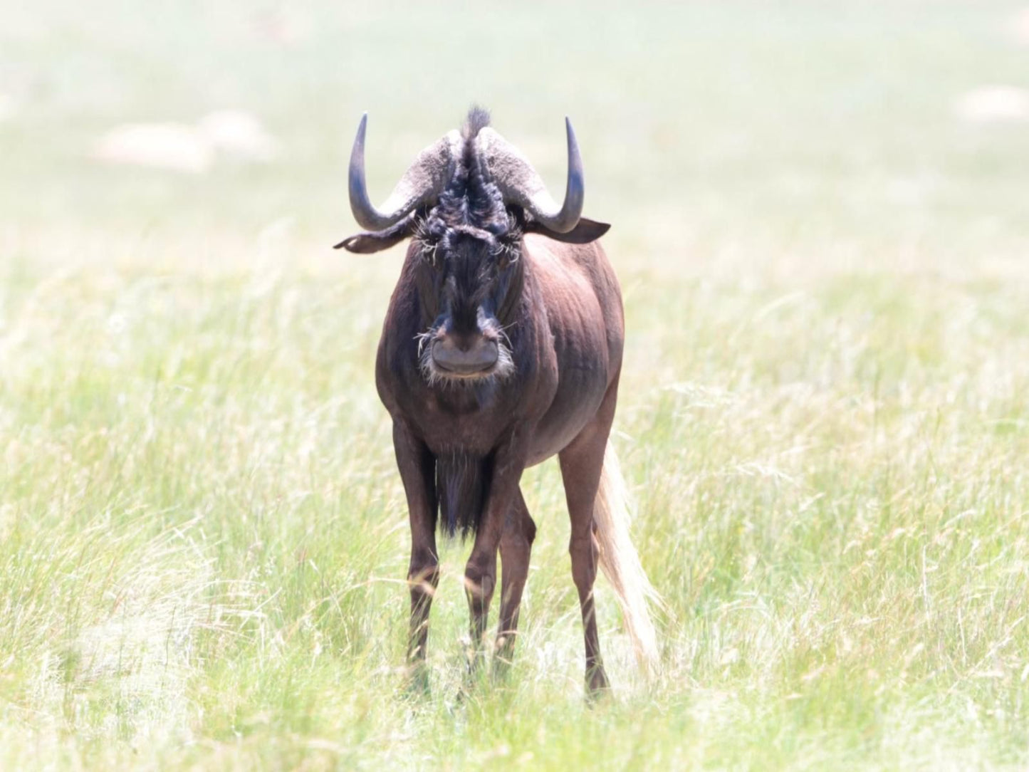 Fairview Cottages, Bright, Gnu, Mammal, Animal, Herbivore