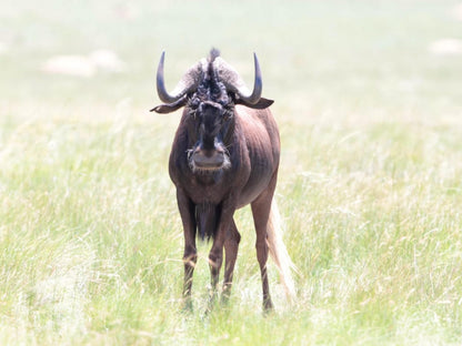 Fairview Cottages, Bright, Gnu, Mammal, Animal, Herbivore