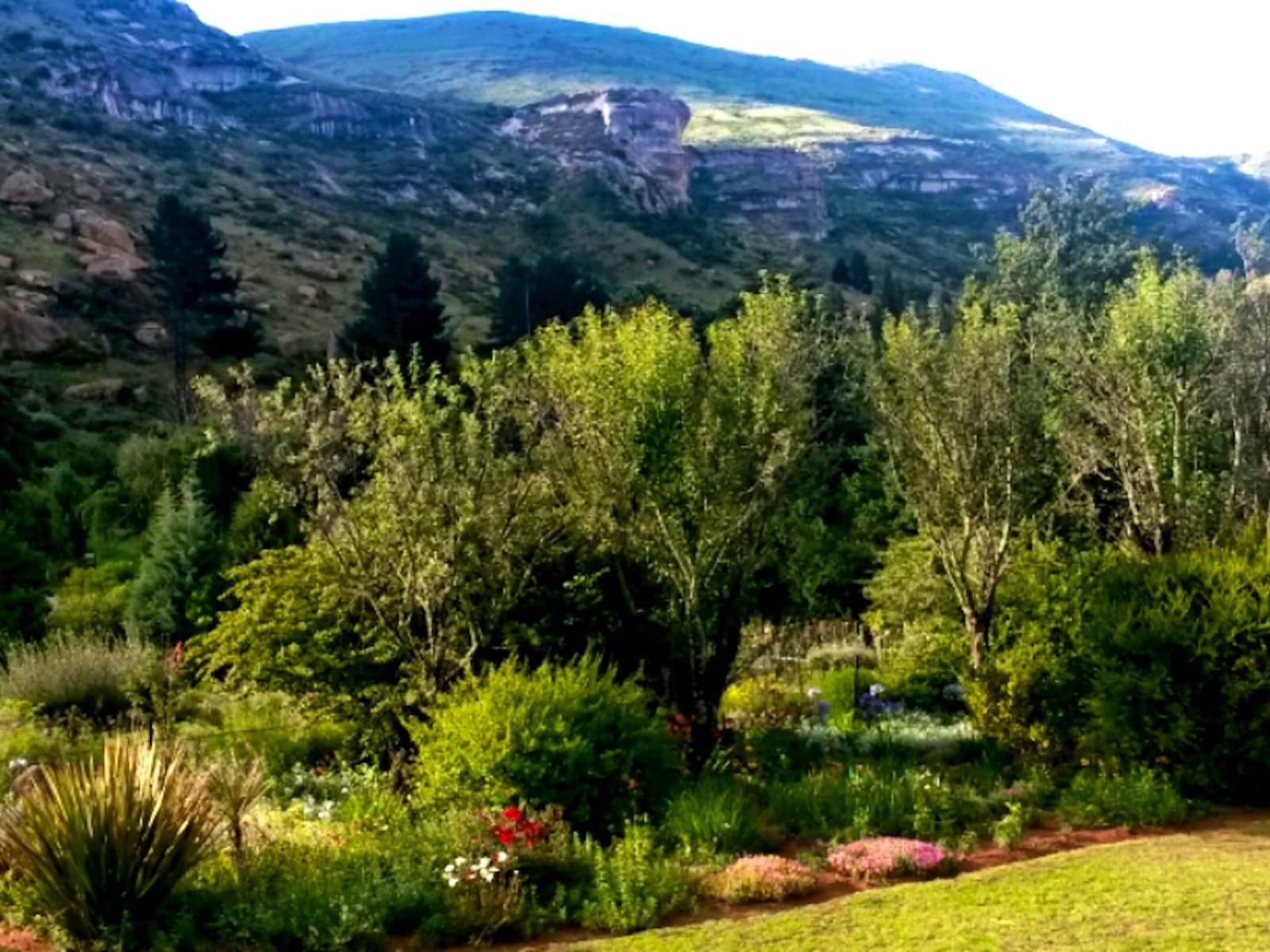 Fairview Cottages, Mountain, Nature, Plant, Garden, Highland