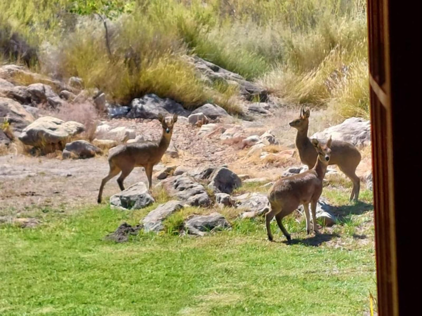 Fairfield Cottages Prince Alfred Hamlet Western Cape South Africa Animal